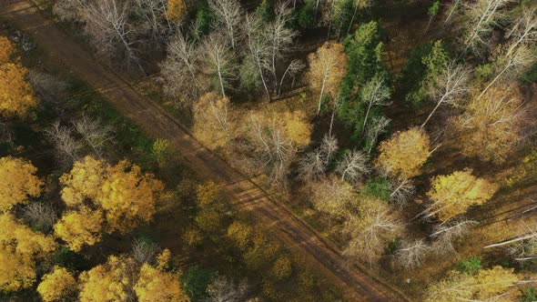 Aerial Flight Over Forest Road. Autumn Colors. Stunning Colorful Treetops with Turning Leaves on