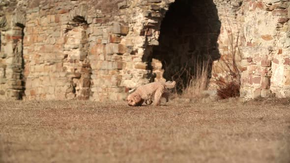 A Poodle Dog Runs and Sniffs on a Ruined Castle Background