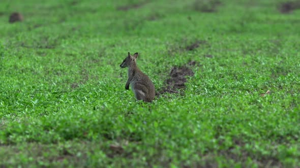 Little wallaby cleaning his self in Mission Beach