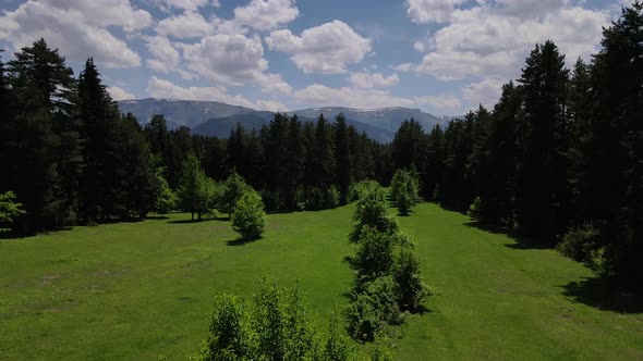 Pine Forests And Alpine Meadows