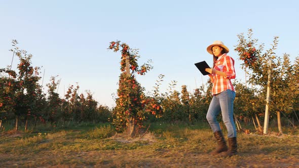 Apple Harvesting