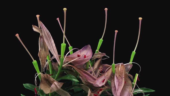Time-lapse of dying pink lily bouquet