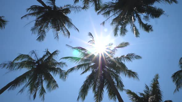 Palm Trees Against Blue Sky And Sun On Tropical Beach