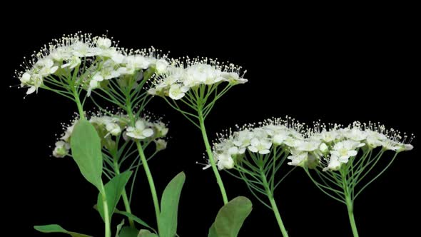 Inflorescence of Flowers Blooming Time Lapse