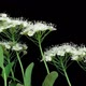 Inflorescence of Flowers Blooming Time Lapse - VideoHive Item for Sale