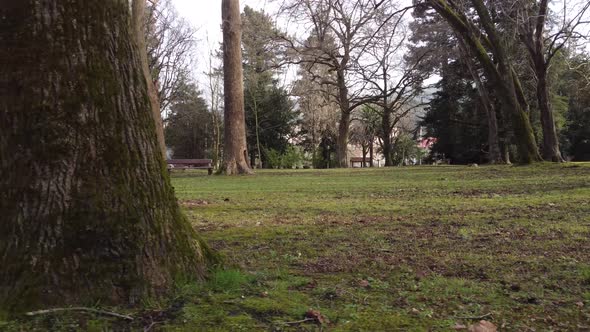 Empty wooden benches in park