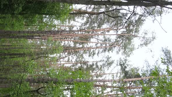 Vertical Video of a Forest with Pine Trees