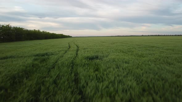 Aerial View on Green Wheat Field in Countryside