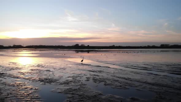 Sunset over calm reflective lake with large crane bird flying away. Drone slow motion