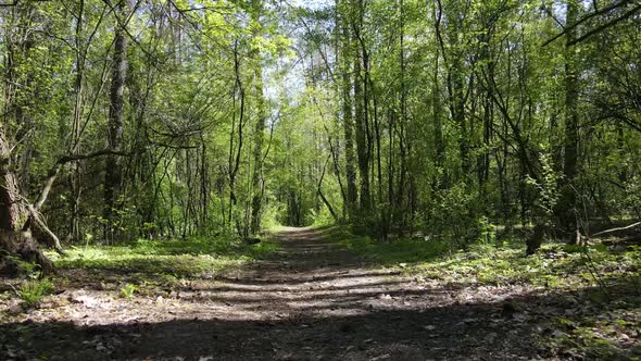 Green Forest During the Day Aerial View