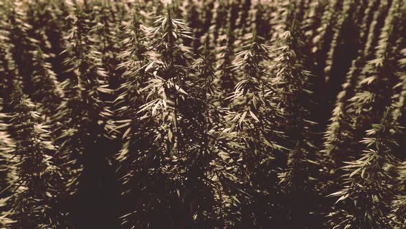 Green Canabis on Marihuana Field Farm alt