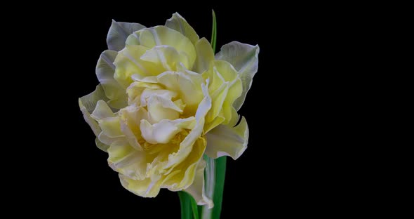 White Tulip Blooms on a Black Background Alpha Channel  Resolution