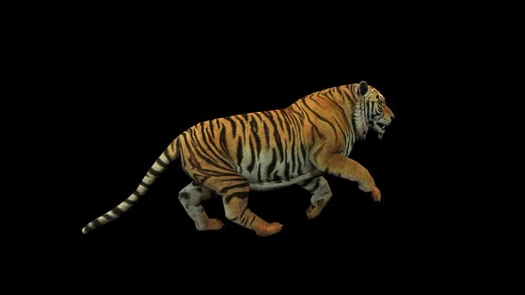 Tiger Run 1