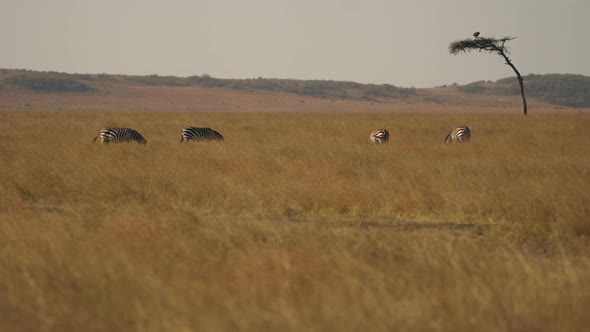 Zebras grazing near an acacia tree