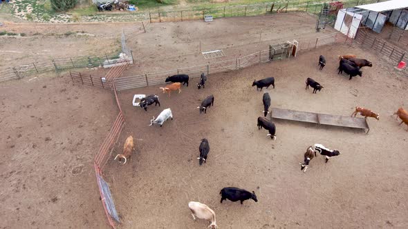 Bulls and steers in a backward dolly as they mill about.