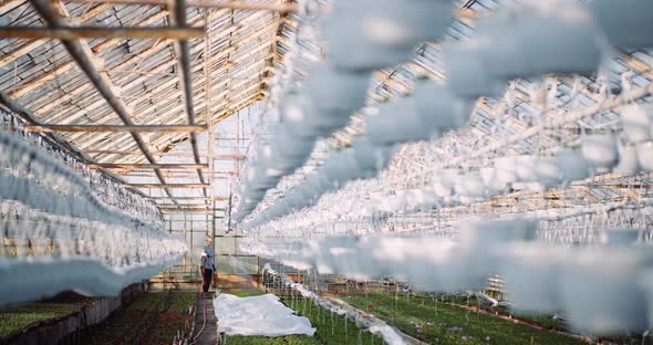 Agriculture - Gardener Watering Flowers at Greenhouse.