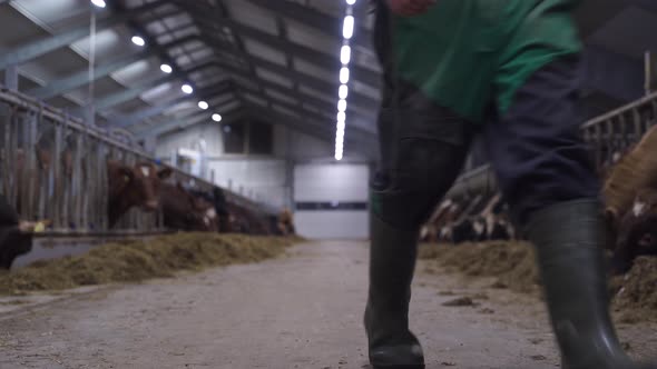 Feeding Norwegian Red Oxen And Cows On The Floor Of Barn.  - wide shot