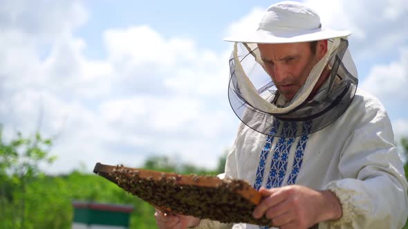 Beekeeper holding a honeycomb full of bees