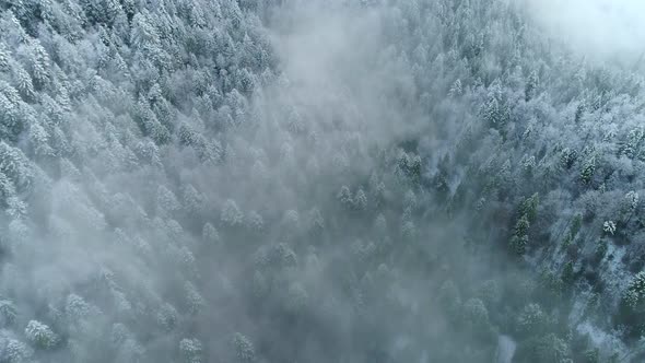 Winter Nature Concept. Aerial View of Snow-covered Fir Trees in the Mountains in the Morning Fog