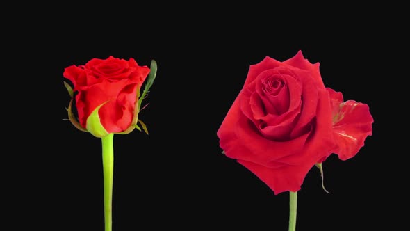 Time-lapse of opening and dying red Jaguar rose