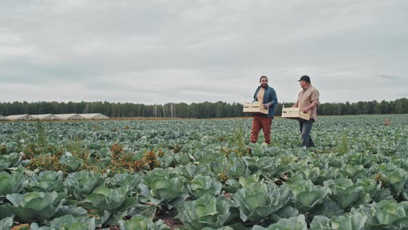 Men Carrying Boxes With Cabbage