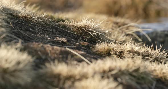 Burnt Grass Near The Water Flowing From Snowing In Serra Da Estrela, Portugal - rack focus panning s