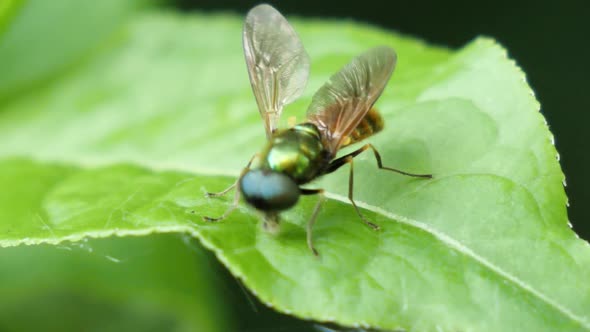 Macro shot of a golden and green fly with one wing slightly off. The fly is sucking on a green leaf