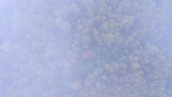 The Most Amazing Forest Drone Shot Dissolving into Clouds Transition