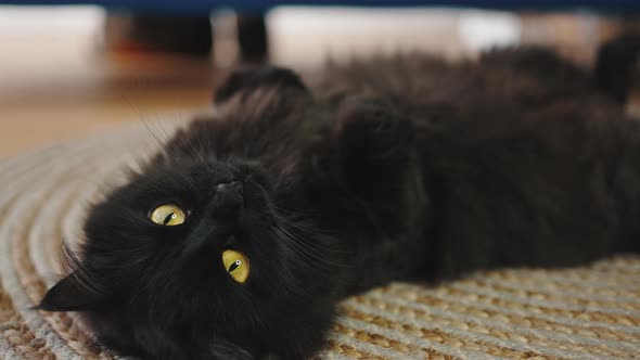 Portrait of Cute Black Greeneyed Fluffy Cat Lying on Floor and Looking at Camera