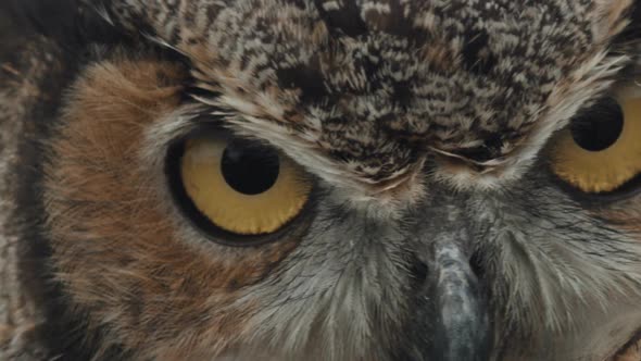 Great horned owl eyeballs close up macro