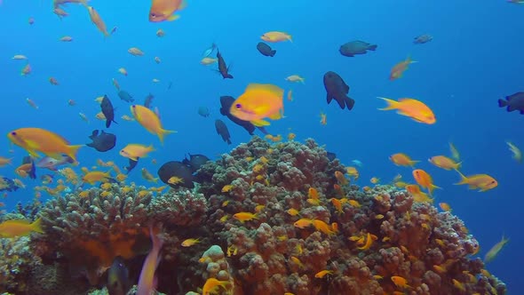 Colorful Reef Underwater