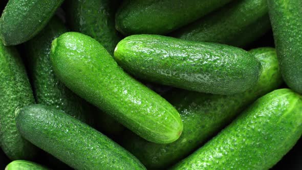 Close Up of Fresh Cucumbers with Water Drops Rotate on Board. Healthy and Organic Food Concept.