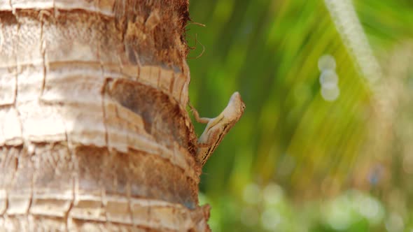 Striped Anole (Anolis lineatus) sitting in palm tree climbing away, Curacao