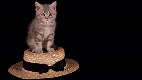 Scottish straight kitten on a black isolated background