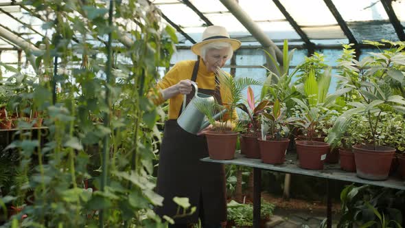 Senior Female Gardener Watering Pot Plants Busy with Activities in Glasshouse