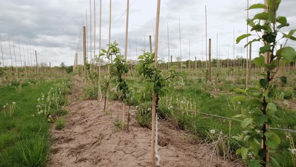 Apple Plantation of a Large Fruit Farm