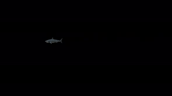 4K Shark Swim