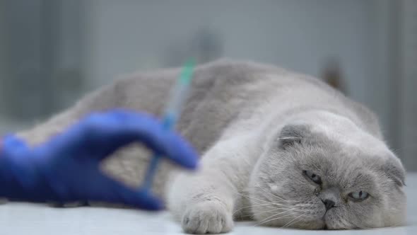 Vet Hand Holding Syringe, Cat Lying on Background, Annual Pet Vaccination