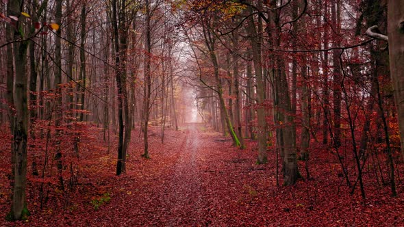 Footpath in foggy autumn forest. Aerial view of nature, Poland.