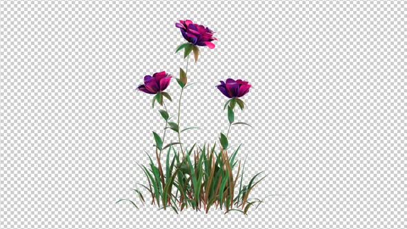 Growing Pink Rose Flowers alt