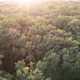 Flying Over the Deciduous Yellowed Autumn Forest During Sunset - VideoHive Item for Sale