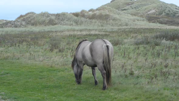 Konik horse in coastal nature reserve