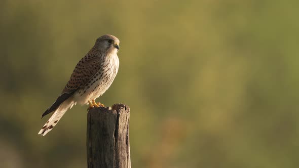 Beautiful bird, common kestrel flies away in slow motion.