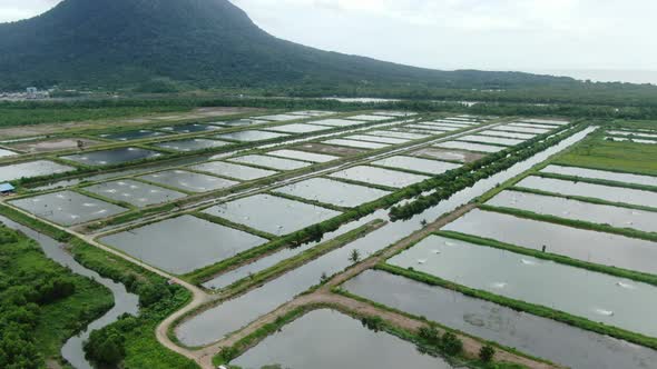 Prawn Fish Farm Aerial