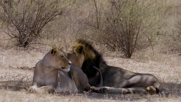 Male and Female Lion Mating Pair Rest Together in the Shade of a Hot Day