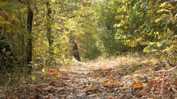 Slow tilt in the woods with fallen leaves slow-mo footage