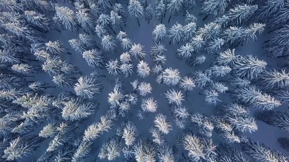 Bird View of Peaceful Winter Forest Trees in Wild Frozen Nature