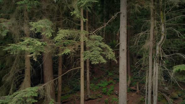 Moving Up Tall Trees In The Woods