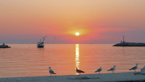 Marine scene with boat and seagulls at sunset