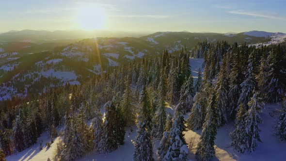 High Snowy Mountain Covered with Evergreen Fir Trees on a Sunny Cold Day